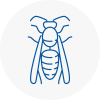 Furzedown Wasp Nest Removal